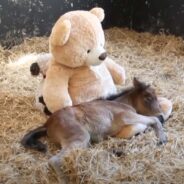 A Teddy Bear Becomes This Little Foal’s Source of Happiness After Losing Its Mother