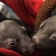 A Woman Impressively Became a Mom to Two Precious Wombats