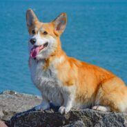 Abandoned Corgi Found Wandering, Woman Finally Catches Him After Multiple Attempts