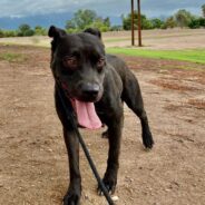 Adoptable Rescue Dog, Cinder, Could Be Your Real-Life Cinderella