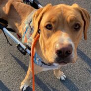 Adoptable Tony, the Special Needs Rescue Pup, is a Veritable Iron Man