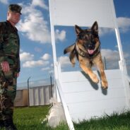 Adopting Retired Police K9s and Military Working Dogs is a Great Way to Honor their Service