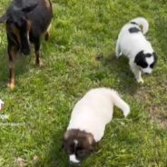 Adorable Pups on Their First Day at Work as Sheep Guardians