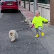 Adorable Toddler Out for a Walk with Her Dog Has Her Parents in Stitches with “Hilarious Fail”