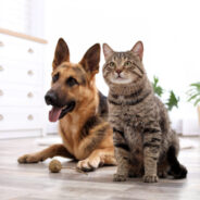 Advances in Microbiome Science Lead to High-Potency Probiotic for Dogs and Cats