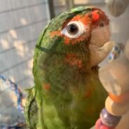 After His Mom Attacked Him as a Baby, This Bird Lost Part of His Beak But Also Gained a Loving Human Parent