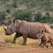 Air Shepherd: Using Drones to Protect Elephants & Rhinos in Africa