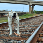 Animal Care Officer Rescues Dog Tied To Railroad Tracks Just Before A Train Comes