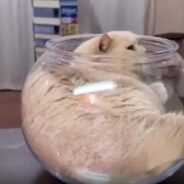 Another Cat Showcases Liquid Transformation as It Effortlessly Enters a Container