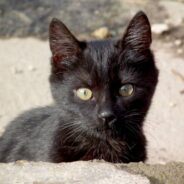 Auto Shop Helps Remove Kitten From Car Undercarriage