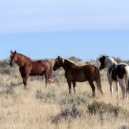 Bipartisan Support in Colorado General Assembly Sets Example for Wild Horse Management