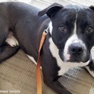 Black Pit Bull Has Spent 4 Years At Kentucky Shelter Waiting For Someone To Look Past Stereotypes