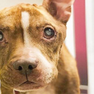 Blind Senior Pitbull Gets Her Vision Back For The First Time Since Puppyhood