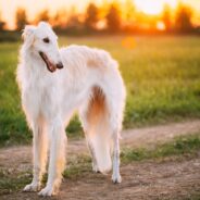 Borzoi Dog Breed Temperament