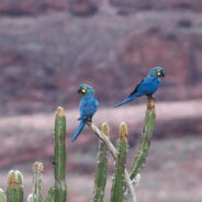 Brazil’s Green Energy Ambitions Clash with Endangered Macaw Habitat