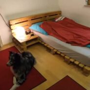 Camera Footage Reveals a Dog’s Bed Routine After His Human Dad Leaves the Room