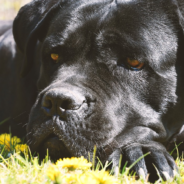 Cane Corso Plays An Adorable Game Of “Peek-A-Boo” With Dad