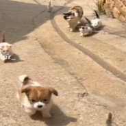 Cat Mom Welcomes Tiny Puppy Into Her Litter Of Kittens