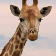 Celebrate World Giraffe Day and Help Save the Tallest Animal on Earth