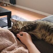 Clingy Cat Doesn’t Want to Let Go of Momma’s Hand in a Heartwarming Video