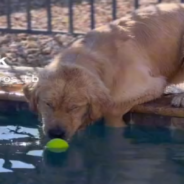 Clumsy Golden Retriever Tries To Get His Ball From The Pool Without Getting Wet