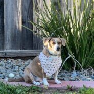 Common Beagle Mixes