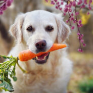 Could a Gluten-Free Diet Improve Your Pup’s Digestive Health?