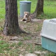 Couple Buys House And Adopts Dog The Owners Left In The Yard