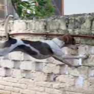 Curious Dog Uses A Tree To Spy On Her Neighbors