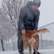 Dad And Golden Retriever Perform Adorable “Stompy” Dance Every Day