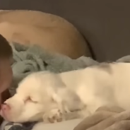 Deaf And Blind Dog Digs For Treasure Using Her “Superpowers”