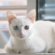 Deaf Shelter Cat Keeps Getting Overlooked, Except By One Person Who Can’t Take Her In