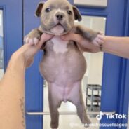 Deformed Puppy Surrendered To Michigan Shelter By Breeder Because She Was “Of No Use”