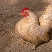 Disabled Chicken Learns To Walk Using Boots