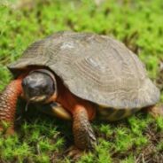 Do Freshwater Turtles Bask in the Moonlight for Romantic Reasons?