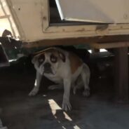 Dog Abandoned at an Auto Shop Built So Much Anxiety, But Rescuers Never Gave Up on Her