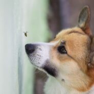 Dog Ate a Bee (and Stung!): What to Do