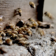 Dog Dies After Being Swarmed By Hundreds Of Bees