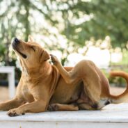 Dog Food Sensitivity: Symptoms and Treatment