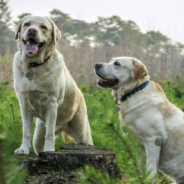 Dog Introduces His “Girlfriend” To The Parents In Hilarious Viral Video