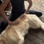 Dog Massage for Arthritis