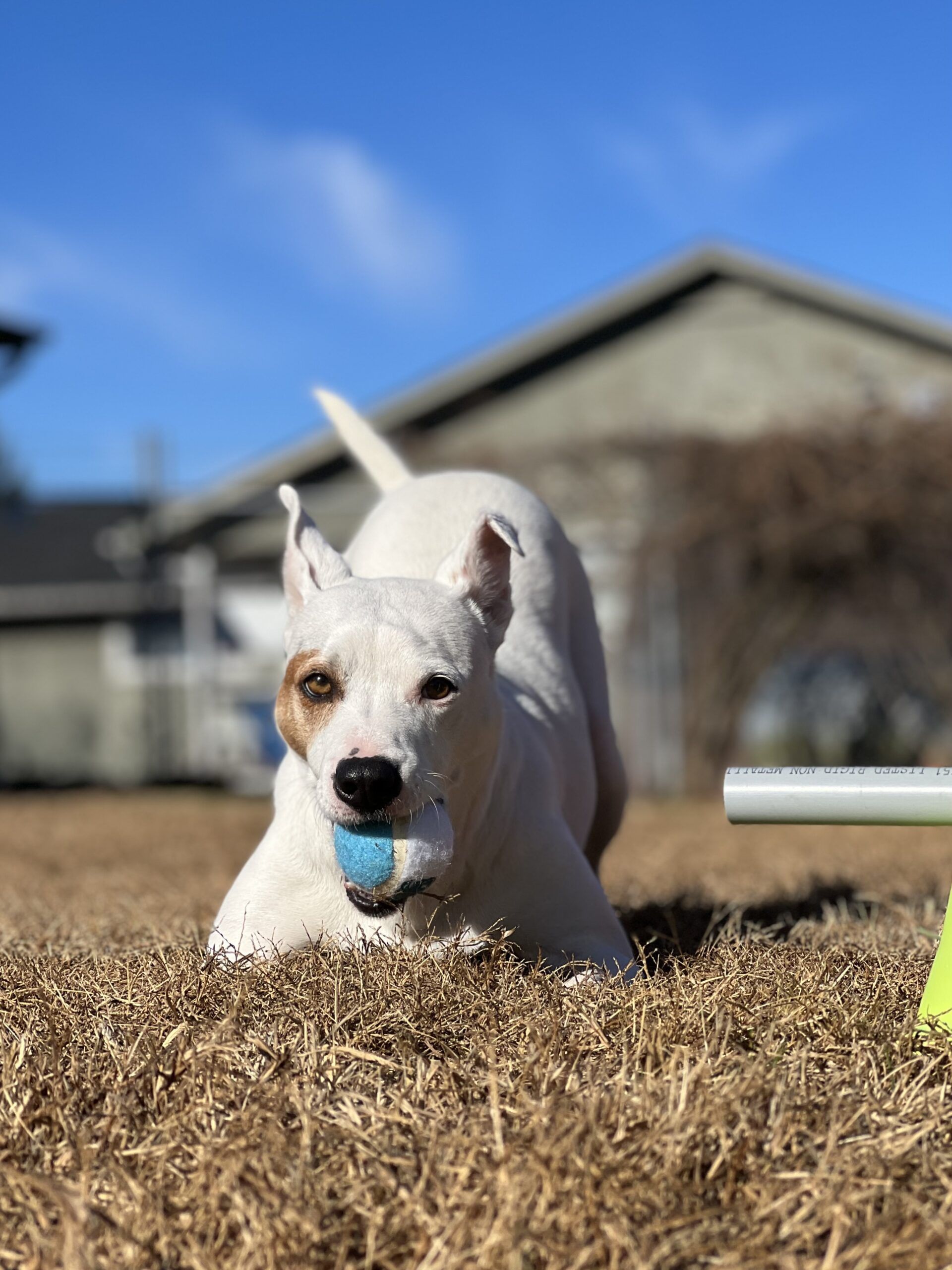 Dog Play Bow What Is It and What Does It Mean OC Shelter Pets