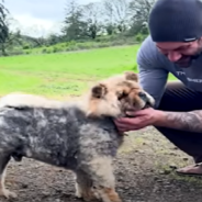 Dog Rescuer Meets A Stray Mini Chow Chow And Changes Her Life Forever