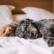 Dogs with Dementia Experience Same Sleep Disturbances As Human Dementia Patients, Study Finds