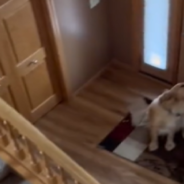 Dramatic Golden Retriever Doesn’t Realize Mom Is Watching