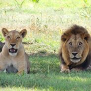 Escalating Human-Wildlife Conflicts Threaten Lion Survival in Sub-Saharan Africa