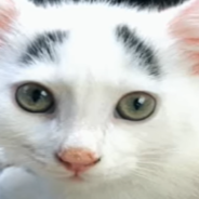 Expressive Cat With “Eyebrows” Captures Attention From Around The World