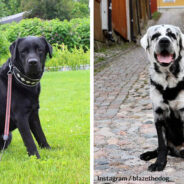 Family’s Black Labrador Surprised Everyone When A Small White Spot Appeared On His Ears