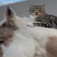 Farm Cat Loves Hitching Rides On His Horse Friend