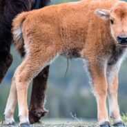 First “Red Dog” Of The Season Spotted In Yellowstone National Park